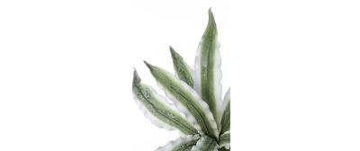 Green Variegated Aloe Branch